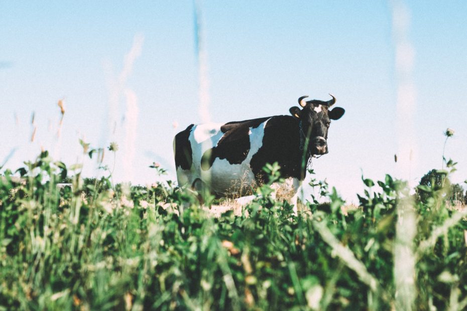 Cow in field