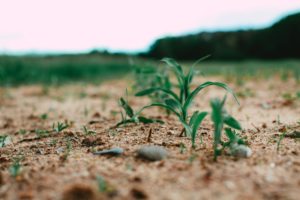 seedlings