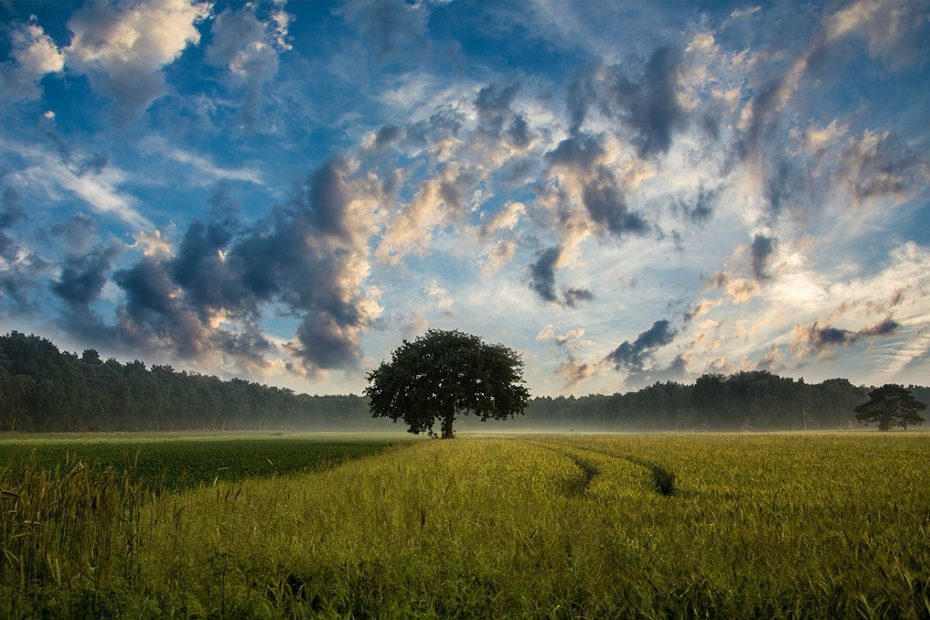 Tree in the middle of field