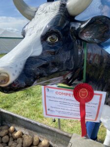 Pat the Cow with the 1st place rosette 